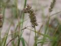 Indian sandbur (Cenchrus biflorus)