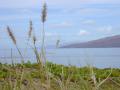 Buffel grass (Cenchrus ciliaris)