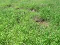 Buffel grass (Cenchrus ciliaris)