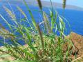 Buffel grass (Cenchrus ciliaris)