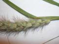Buffel grass (Cenchrus ciliaris)