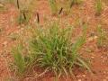 Birdwood grass (Cenchrus setiger), habit, Australia