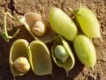 Chickpea (Cicer arietinum) pods and seeds