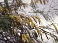 Chilean mesquite (Prosopis chilensis)