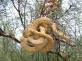 Chilean mesquite (Prosopis chilensis), pods, Argentina