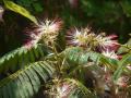 Chinese albizia (Albizia chinensis), flowers