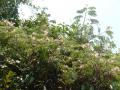 Chinese albizia (Albizia chinensis), habit