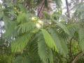 Chinese albizia (Albizia chinensis), habit and leaves