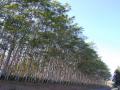 Chinese albizia (Albizia chinensis), plantation