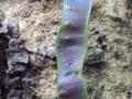 Chinese albizia (Albizia chinensis), pod