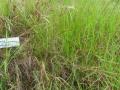 Rhodes grass (Chloris gayana), habit, Hawaii