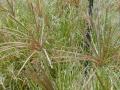 Rhodes grass (Chloris gayana), seed heads, Hawaii