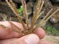 Rhodes grass (Chloris gayana), seed heads, Maui, Hawaii