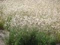 Blackseed grass (Chloris virgata) stand