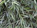 Quila (Chusquea quila), leaves