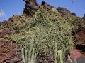 Cissus (Cissus quadrangularis) habit, Lanzarote, Canary Islands, Spain