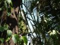 Hadjod growing on a mango tree