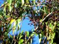 Cissus (Cissus striata), fruits (grapes)