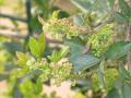 Cissus (Cissus striata) inflorescences