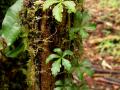Cissus (Cissus striata), stems and leaves
