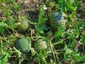 Colocynth (Citrullus colocynthis) habit and fruits