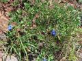 Butterfly pea (Clitoria ternatea)