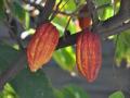 Cocoa pods on the tree.