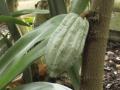 Cocoa (Theobroma cacao 'Amelonado'), trunk and pod, Kew Gardens, London