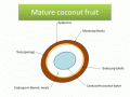 Coconut, mature fruit scheme