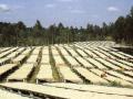 Sun drying of coffee beans