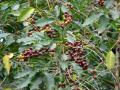 Coffee tree (Coffea arabica), fruit and leaves, Maui