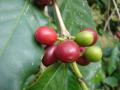 Coffee tree (Coffea arabica), fruit, Maui