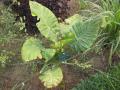 Taro plant