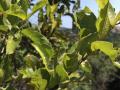 Red bush willow (Combretum apiculatum) leaves