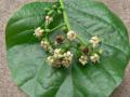 Assyrian plum (Cordia myxa) flowers and leaf