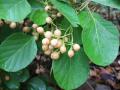 Assyrian plum (Cordia myxa) foliage and fruits