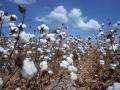 Cotton field, Texas