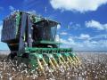 Cotton Harvesting