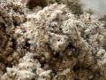 Cottonseed hulls