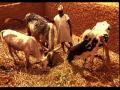 Cowpea (Vigna unguiculata) straw as feed for cattle