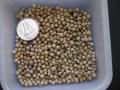 Crambe (Crambe abyssinica) seeds