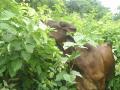 Cow browsing cratylia (Cratylia argentea) foliage, Nicaragua