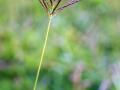 Creeping bluegrass (Bothriochloa insculpta), Zimbabwe