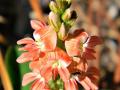 Creeping indigo (Indigofera spicata], inflorescence, Florida, USA