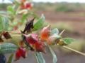 Creeping saltbush (Atriplex semibaccata), fruits