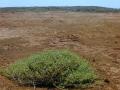 Creeping saltbush (Atriplex semibaccata), habit