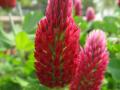 Crimson clover (Trifolium incarnatum), inflorescence