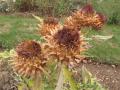 Artichoke flower