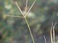 Bermuda grass (Cynodon dactylon) seedhead