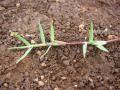 Bermuda grass (Cynodon dactylon) leaves